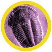 Giant Microbes Plush - Trilobite (Asaphiscus Wheeleri) the real thing